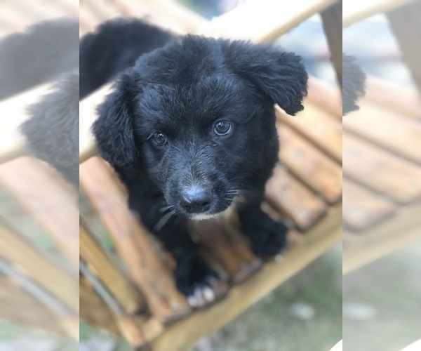 Medium Photo #2 Labrador Retriever-Pomeranian Mix Puppy For Sale in SPENCER, TN, USA