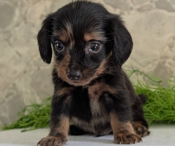 Medium Photo #4 Dachshund Puppy For Sale in GOSHEN, IN, USA