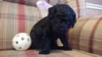 Small Photo #1 Labradoodle Puppy For Sale in EPHRATA, PA, USA