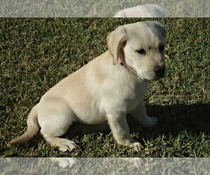 Labrador Retriever Puppy for sale in FARMERSVILLE, TX, USA