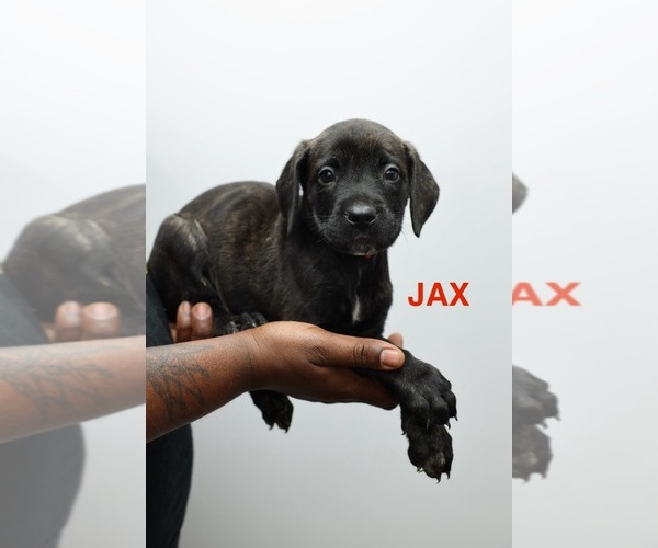 Medium Photo #6 Cane Corso Puppy For Sale in PHILADELPHIA, PA, USA