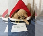 Small Photo #15 Golden Retriever Puppy For Sale in KENOVA, WV, USA
