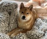 Small #5 Shiba Inu