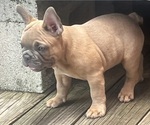 Small Photo #5 French Bulldog Puppy For Sale in SEBRING, FL, USA