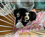 Small #6 Bernese Mountain Dog