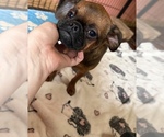 Small #3 Brussels Griffon