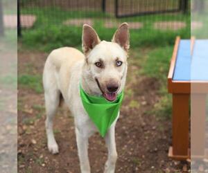 Labsky Dogs for adoption in San Antonio, TX, USA