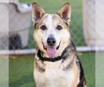 Small German Shepherd Dog Mix