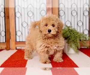 Maltipoo Puppy for sale in NAPLES, FL, USA