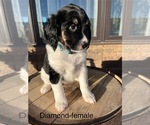 Puppy Diamond Bernedoodle