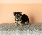 Small Photo #2 Shiba Inu Puppy For Sale in MILLERSBURG, IN, USA