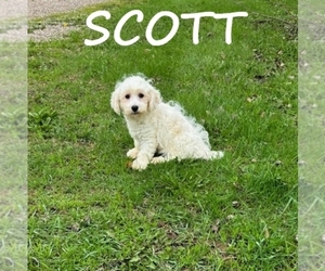 Schnoodle (Miniature) Puppy for sale in HARTLAND, MN, USA