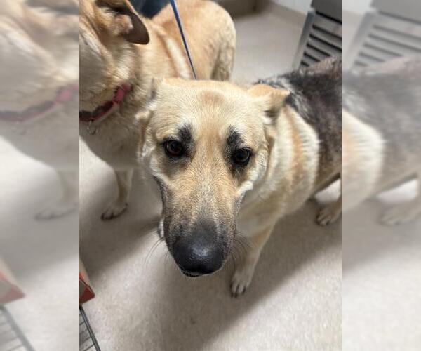 Medium Photo #1 German Shepherd Dog Puppy For Sale in Bakersfield, CA, USA