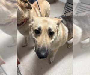 German Shepherd Dog Dogs for adoption in Bakersfield, CA, USA