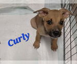 Small #1 Mutt