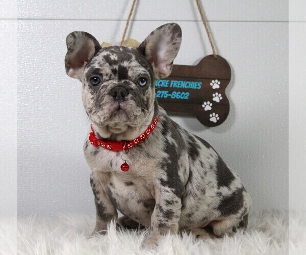 Medium Photo #2 French Bulldog Puppy For Sale in FRESNO, OH, USA