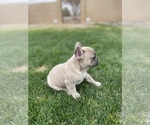 Small Photo #11 French Bulldog Puppy For Sale in PUEBLO, CO, USA
