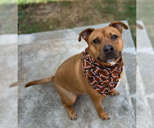 Staffordshire Bull Terrier-Unknown Mix Dogs for adoption in Calhoun, GA, USA