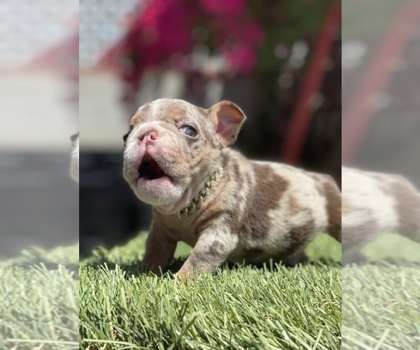 Medium Photo #9 Bulldog Puppy For Sale in LOS ANGELES, CA, USA