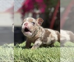 Small Photo #9 Bulldog Puppy For Sale in LOS ANGELES, CA, USA