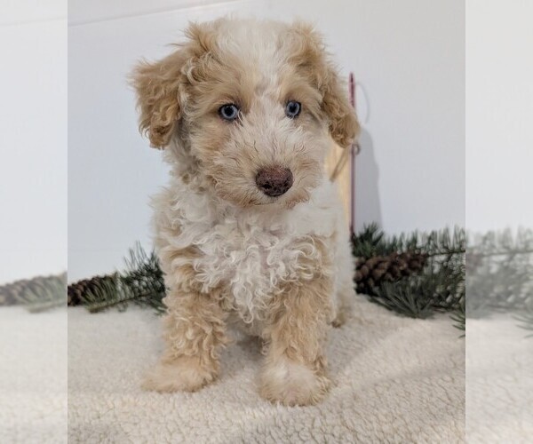 Medium Photo #3 Poodle (Toy) Puppy For Sale in GOSHEN, IN, USA