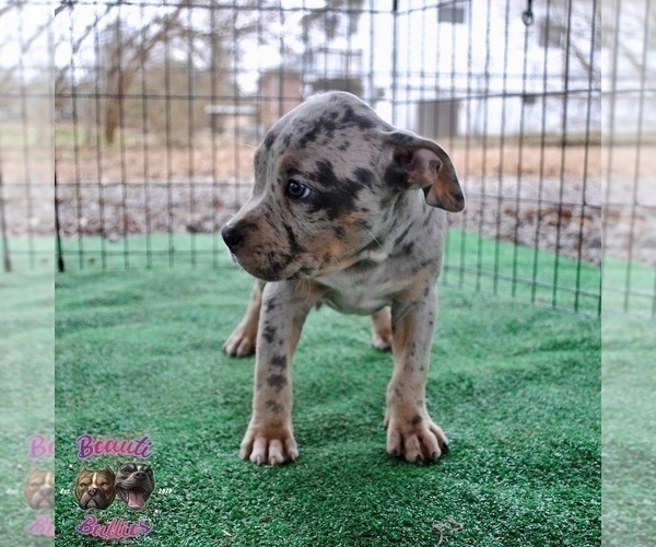Medium Photo #6 American Bully Puppy For Sale in LEWISBURG, TN, USA