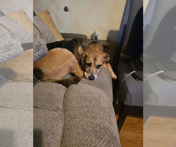 Medium Photo #1 German Shepherd Dog-Unknown Mix Puppy For Sale in Overland Park, KS, USA