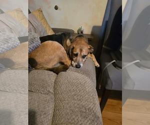 German Shepherd Dog-Unknown Mix Dogs for adoption in Overland Park, KS, USA