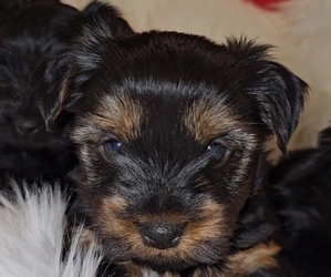 Biewer Yorkie Puppy for sale in DAYTON, OH, USA