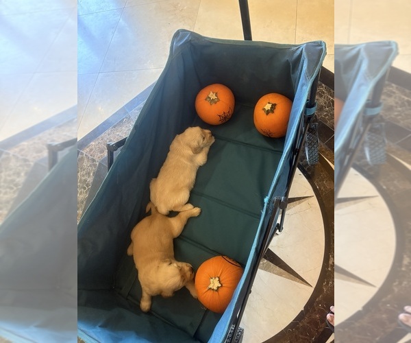 Medium Photo #10 Golden Retriever Puppy For Sale in PERRIS, CA, USA