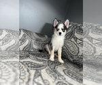Small Photo #12 Pomsky Puppy For Sale in DETROIT, MI, USA