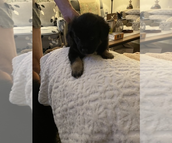 Medium Photo #13 Miniature Australian Shepherd Puppy For Sale in ASHUELOT, NH, USA