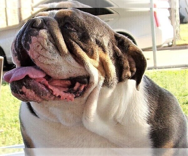Medium Photo #1 English Bulldog Puppy For Sale in LYTLE, TX, USA