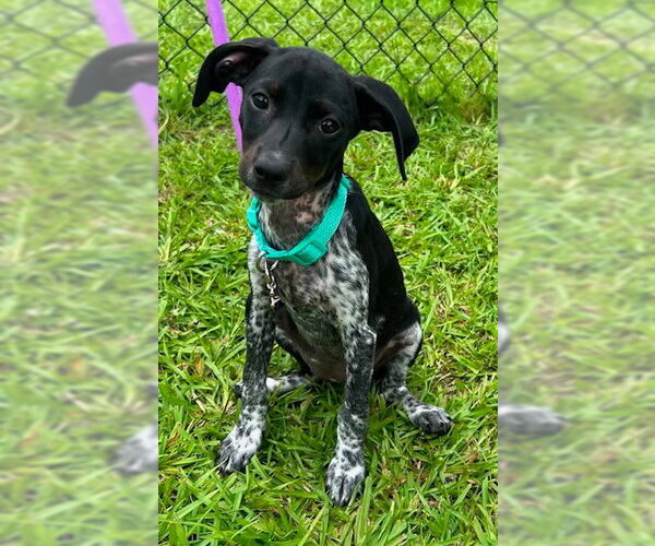 Medium Photo #5 Mutt Puppy For Sale in Tarrytown, GA, USA