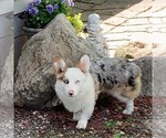Small Photo #1 Pembroke Welsh Corgi Puppy For Sale in CENTRALIA, IL, USA