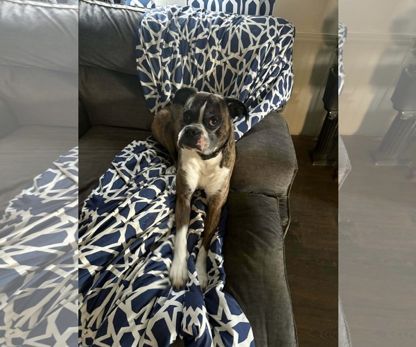 Medium Photo #9 Boxer Puppy For Sale in Burnsville, MN, USA