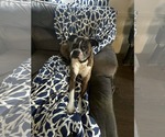 Small #8 Boxer