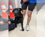 Small Labrador Retriever Mix