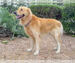 Small #3 Golden Retriever