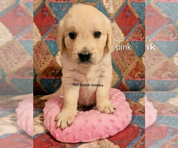 Medium Photo #10 English Cream Golden Retriever Puppy For Sale in BROWNSTOWN, MI, USA
