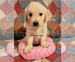 Small #9 English Cream Golden Retriever