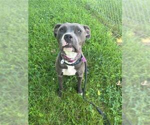 American Pit Bull Terrier Dogs for adoption in Forestville, MD, USA