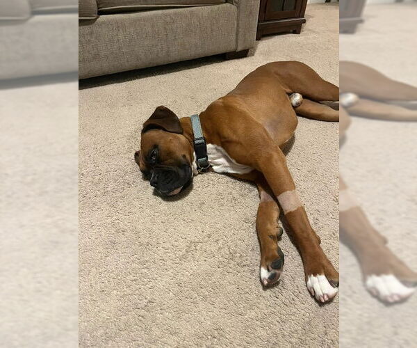 Medium Photo #6 Boxer Puppy For Sale in  Katy, TX, USA
