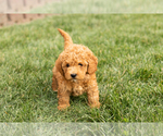Puppy Cindy Cock-A-Poo-Goldendoodle Mix