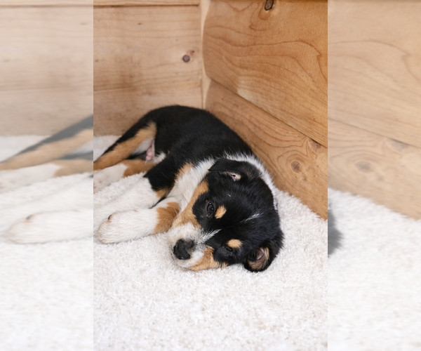 Medium Photo #11 Australian Shepherd Puppy For Sale in MABEL, MN, USA