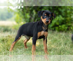 Small Photo #11 Miniature Pinscher Puppy For Sale in WARSAW, IN, USA