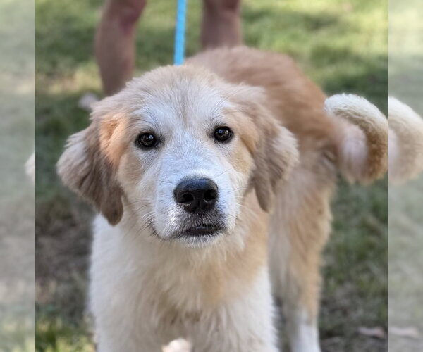 Medium Photo #1 Golden Retriever Puppy For Sale in Yardley, PA, USA
