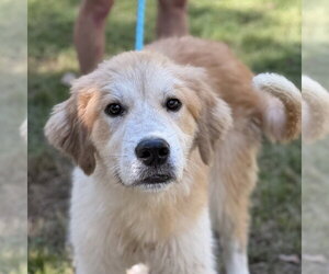 Golden Retriever Dogs for adoption in Yardley, PA, USA