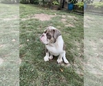 Small #1 Bulldog