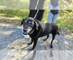 Small #3 Labrador Retriever Mix